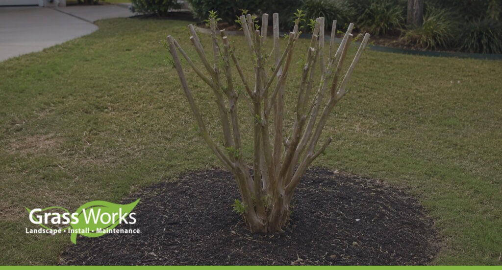 Crape Myrtle Pruning: A Central Texas Homeowner’s Guide to Trimming