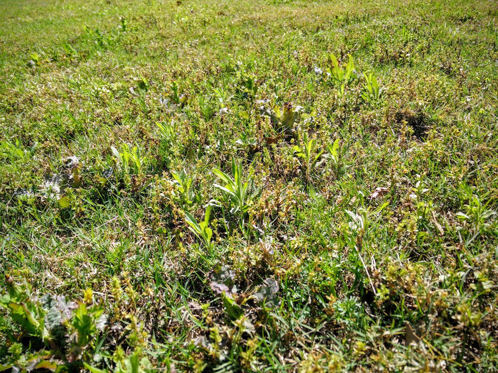 Picture of Grass in need of Weed and Feed