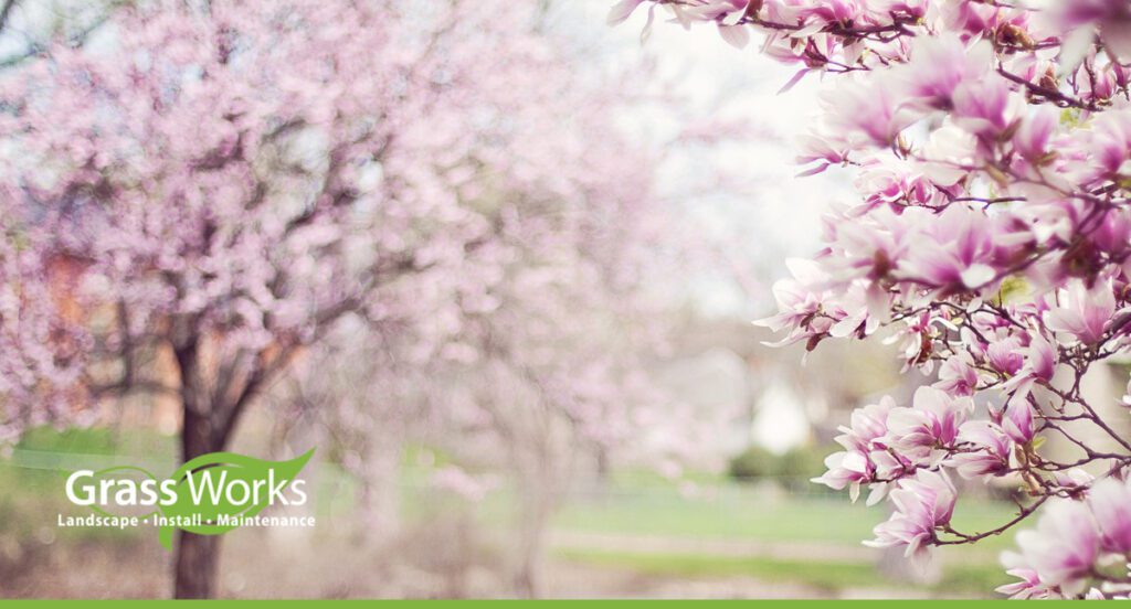 What Trees Grow Well in Central Texas?